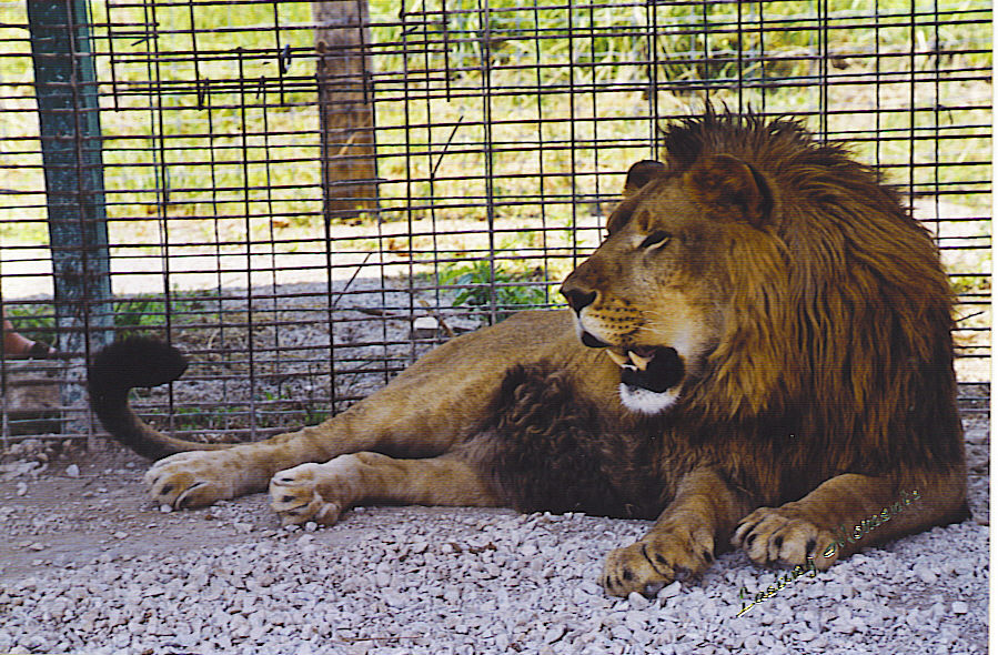 African Lion, Judah