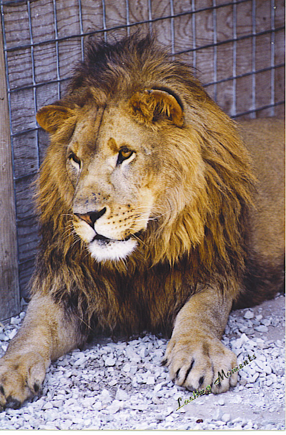 African Lion, Judah
